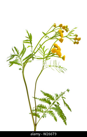 Heilende Pflanzen: RAINFARN (Tanacetum vulgare) vor weißem Hintergrund Stockfoto