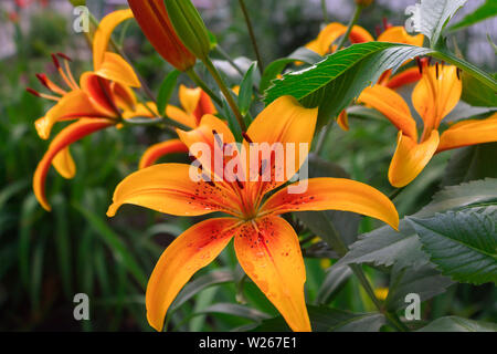 Schöne Blume eines gelbe Lilie im Garten mit Regentropfen auf zarte Blütenblätter Stockfoto