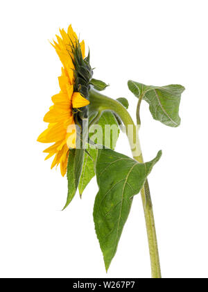 Schließen Sie die Seitenansicht des gelb blühenden Sonnenblumen mit Blätter treibt. Auf weissem Hintergrund. Stockfoto