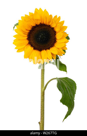 In der Nähe der Vorderseite des gelb blühenden Sonnenblumen mit langem Stiel und Blätter. Auf weissem Hintergrund. Stockfoto