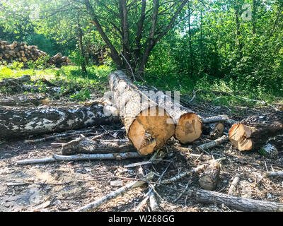 Frische grossen Schnitt Baum auf dem Boden im Wald Stockfoto