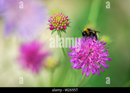 Buff-tailed bumblebee Fütterung auf Blume Stockfoto