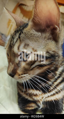 Foto von eine reinrassige Bengal Katze mit einem wunderschönen Muster auf dem Gesicht und Wolle sitzen und freuen uns Stockfoto