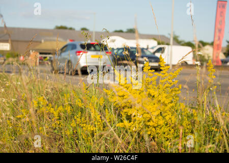 In den gelben Blüten von Lady's Bedstraw, Galium verum, wachsende am Straßenrand in der Stadt Gillingham in Dorset England UK GB. Stockfoto