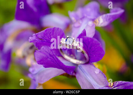 Engagement Ring mit Diamanten und Saphir in einer Lila Blume gehockt Stockfoto