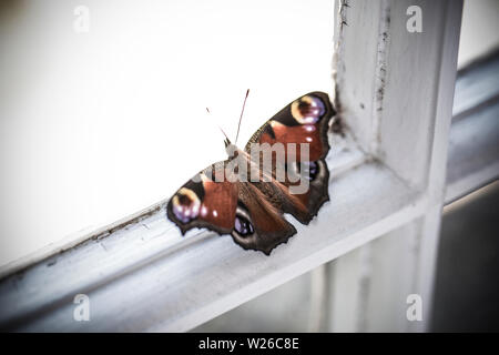 Eine einzelne, in Gefangenschaft gezüchtete Peacock Schmetterlinge, Nymphalis io, die vor kurzem aus seinem Kokon ruht auf einem Fenstersims, bevor sie freigegeben werden. De Stockfoto