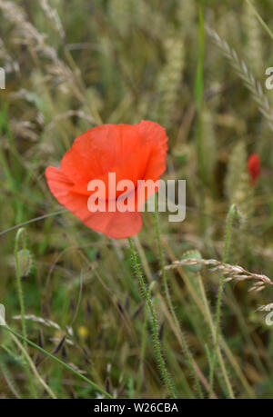 Single Mohn wächst im Feld Stockfoto