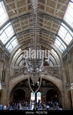 Natural History Museum im Innenbereich Stockfoto