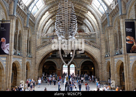 Natural History Museum im Innenbereich Stockfoto