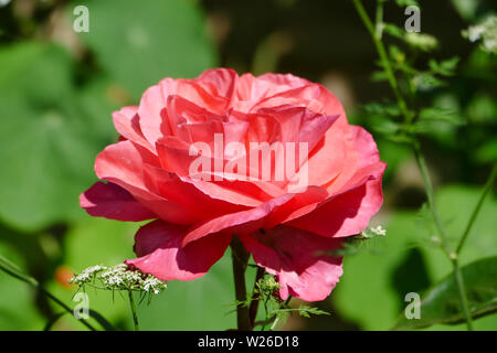 Rosa Hybrid-Tee-Rose Stockfoto