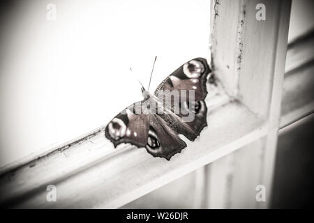 Eine einzelne, in Gefangenschaft gezüchtete Peacock Schmetterlinge, Nymphalis io, die vor kurzem aus seinem Kokon ruht auf einem Fenstersims, bevor sie freigegeben werden. De Stockfoto