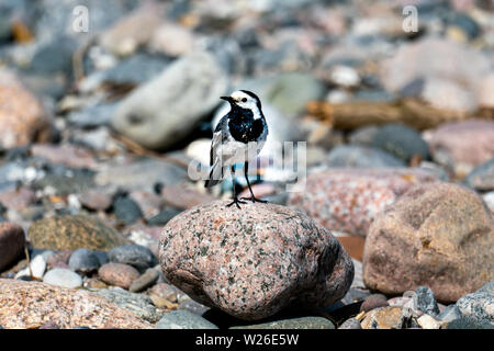 Sonnige Nahaufnahme eines pied Bachstelze (Motacilla alba) auf einem Stein am Strand Stockfoto