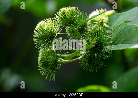 Nützliche Pflanzen. Knospen der Große Klette arctium Lappa im Sommer. Close-up von Arctium lappa Bettler Schaltflächen im Gemüsegarten. Stockfoto