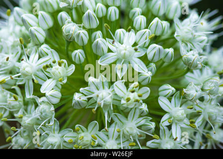 Makro Bild. Close-up mit der Aussicht auf dekorative Zwiebel Blumen blühen im Sommer. Allium nigrum Blütenknospen im Sommer. Stockfoto