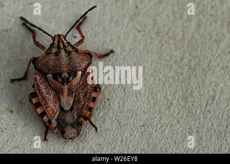 Insekten sind klein. Braun marmorated stinken bug Halyomorpha halys. Auf einfachen Hintergrund mit Copyspace, auf grauem Hintergrund schließen oben. Insekten sind kleine Stockfoto