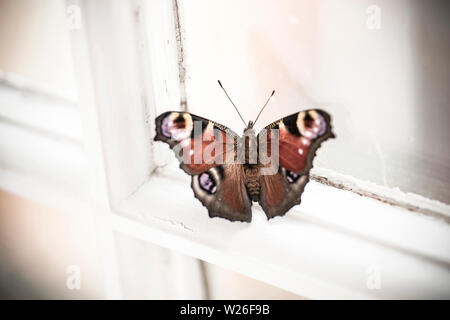 Eine einzelne, in Gefangenschaft gezüchtete Peacock Schmetterlinge, Nymphalis io, die vor kurzem aus seinem Kokon ruht auf einem Fenstersims, bevor sie freigegeben werden. De Stockfoto