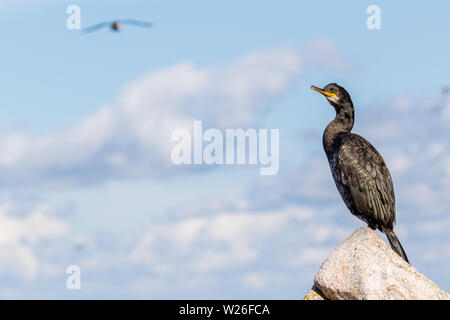 Shag auf große Saltee Insel im Frühling Stockfoto