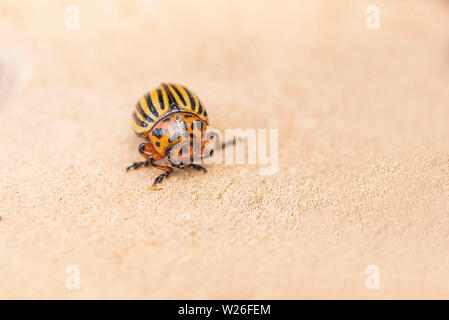 Kartoffel Bugs auf Laub der Kartoffel in der Natur, natürliche Hintergrund, Ansicht schließen. Coloradokäfer isst eine Kartoffel junge Blätter. Stockfoto