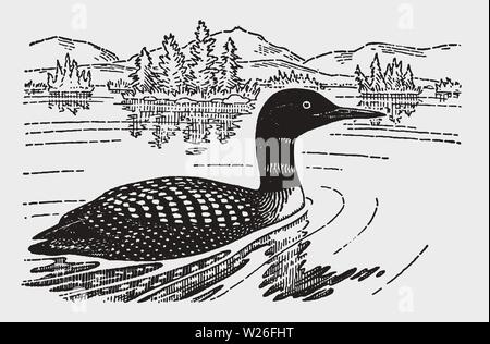 Common loon oder Great Northern diver (Gavia Immer) Schwimmen in einem See. Abbildung: Nach einem historischen Gravur aus dem frühen 20. Jahrhundert Stock Vektor