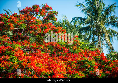 Nahaufnahme der leuchtend roten Blüten der Überdachung eines flamboyant Flame Tree in voller Blüte Stockfoto