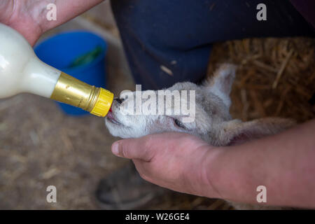 Das Füttern mit der Flasche Milch zu einem neuen Lamm Stockfoto
