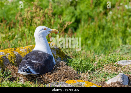 Gull-mantelmöwe auf große Saltee Insel im Frühjahr Stockfoto