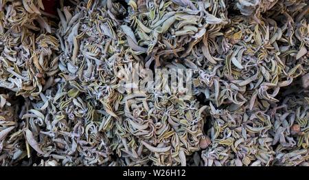 Trocknen Salbei Tee, salvia Tee Stockfoto