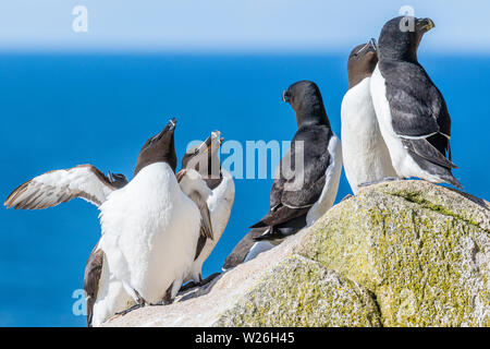 Tordalk auf große Saltee während der Brutzeit Stockfoto