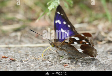 Eine seltene Lila Kaiser Schmetterling, melanargia Iris, Fütterung auf Mineralien auf den Boden. Stockfoto