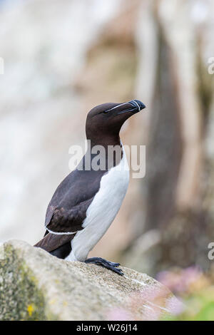 Tordalk auf große Saltee während der Brutzeit Stockfoto