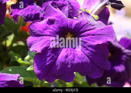 Eine schöne purple Petunia blühende Pflanze, die in einem Garten in Großbritannien. Stockfoto