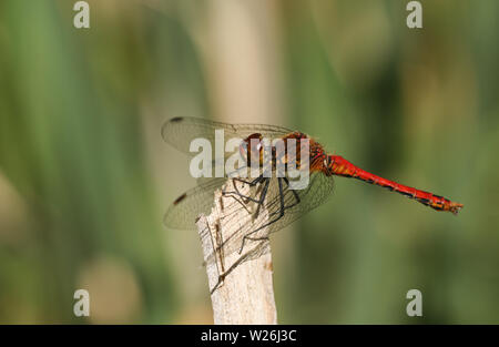 Eine schöne Ruddy Darter libelle, Sympetrum sanguineum, auf ein Rohr am Rande eines Teiches thront. Stockfoto