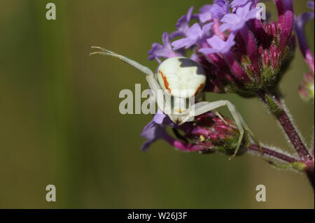 Ein weißes, thomisidae Crab Spider, Misumena vatia, auf einer Blume warten auf seine Beute auf der Blume und Nektar zu Land thront. Stockfoto