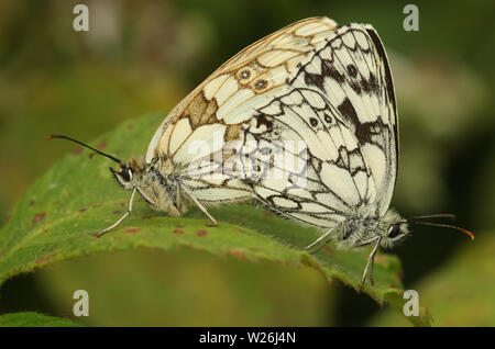 Ein paar hübsche Marbled White Butterfly, Melanargia galathea, hocken auf einem Blatt. Stockfoto