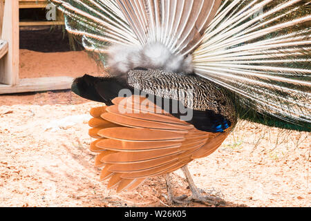 Rückansicht des Peacock nicht angezeigt Zierfedern, sondern die Lagerträger entfalteten. Phasianidae Familie Stockfoto