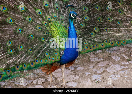 Porträt der schönen Pfau mit seinem Schwanz Stockfoto