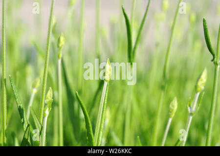 Makrofotografie von Lavendel Zweig mit grüne Knospe an sonnigen Frühling Morgen Stockfoto