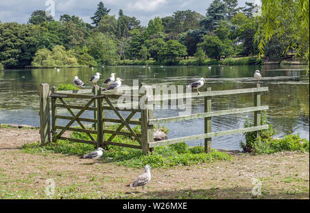 Zaun und Tor an Roath Park See im Zentrum von Cardiff, der walisischen Hauptstadt Stockfoto