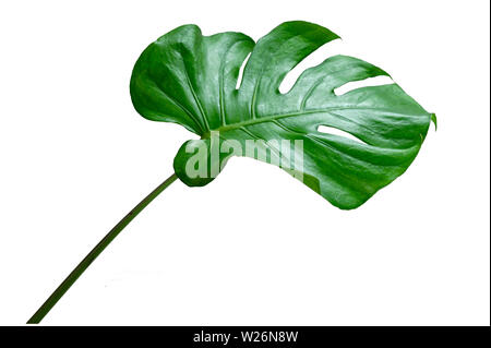 Monstera Blätter Blätter mit Isolieren auf weißem Hintergrund bleibt auf Weiß Stockfoto