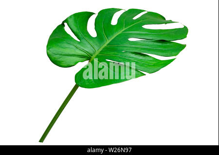 Monstera Blätter Blätter mit Isolieren auf weißem Hintergrund bleibt auf Weiß Stockfoto