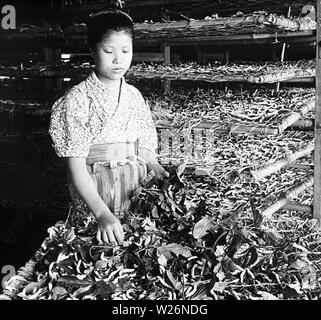 [1900s Japan - Japanische Frau Fütterung Seidenraupen] - Eine Frau ist Fütterung Maulbeerblättern für Seidenraupen. 20. Jahrhundert vintage Glas schieben. Stockfoto