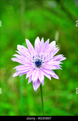 Anemone coronaria Blume Hintergrund und Wallpaper in Top hochwertige Drucke Stockfoto