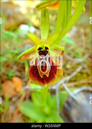 Bienen-ragwurz Ophrys apifera Makro Blume blühen Hintergrund und Wallpaper in Top hochwertige Drucke Stockfoto