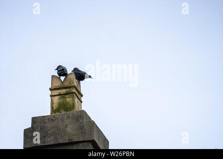 Zwei Dohlen sitzen auf Schornstein gegen den blauen Himmel. Stockfoto