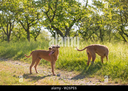 Schöne Irish Terrier hunde, sehr aktive Jäger Rasse, im natürlichen Lebensraum. Stockfoto