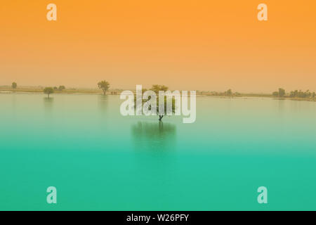 Ein Baum in einem blauen Wasser See mit Sonnenuntergang im Hintergrund. Baum in einem See in Punjab, Pakistan. Stockfoto