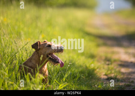 Schöne Irish Terrier hunde, sehr aktive Jäger Rasse, im natürlichen Lebensraum. Stockfoto
