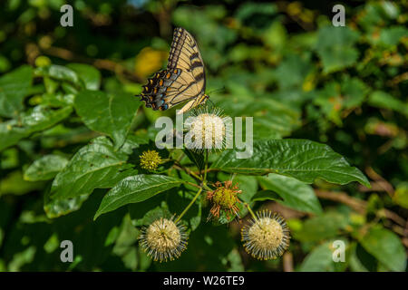 Gelber Schwalbenschwanz Schmetterling auf einem buttonbush Anlage im Sommer am See Stockfoto