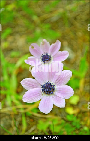 Anemone coronaria Makro Blume blühen Hintergrund und Wallpaper in Top hochwertige Drucke Stockfoto