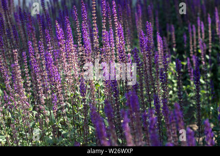 Blüte im Holz sage 'May Night' (Salvia x sylvestris 'Mainacht') wachsen in einem Staudenbeet in einem Land Cottage Garden in ländlichen Devon, Ger Stockfoto